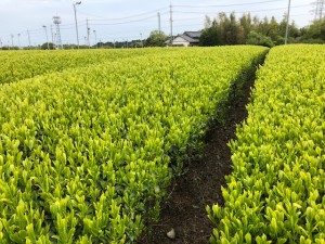 茶畑1